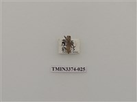 藏品(五星白天牛)的圖片